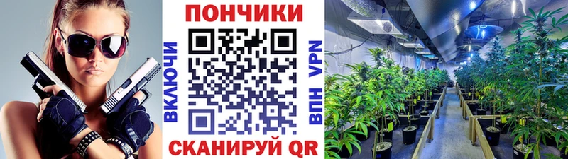Купить закладки  Павловская  Шишки марихуана марихуана 